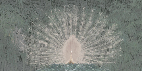 пейзаж, серо-зеленая, павлин, белый