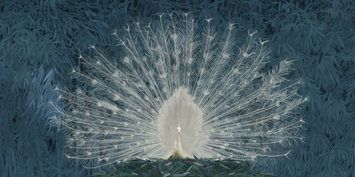 пейзаж, ярко зеленая, павлин, белый