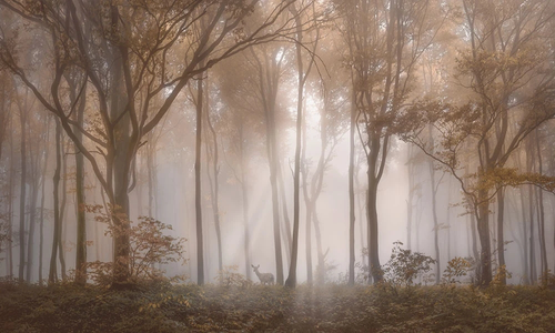 пейзаж, лес, деревья, с деревьями, бежевые, лес сепия