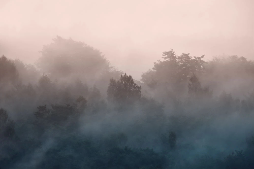 пейзаж, лес в тумане, темные