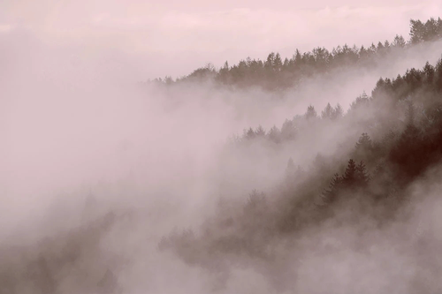 пейзаж, лес в тумане, серая