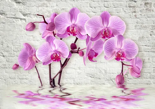 белые, кирпич, орхидеи, вода, кирпичная стена, фиолетовые, бутоны, цветы, розовые, орхидея