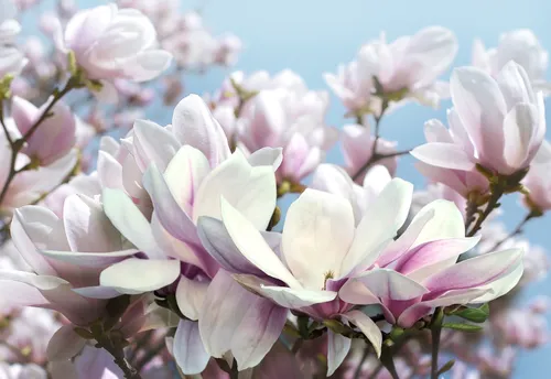 фиолетовые, цветы, магнолия, белые, ветви, растение