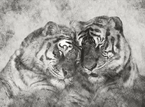 черный, тигры, животные, цветной, графика, пара, любовь, белый, тигр