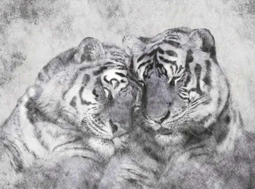 любовь, белый, пара, тигр, животные, графика, черный, тигры