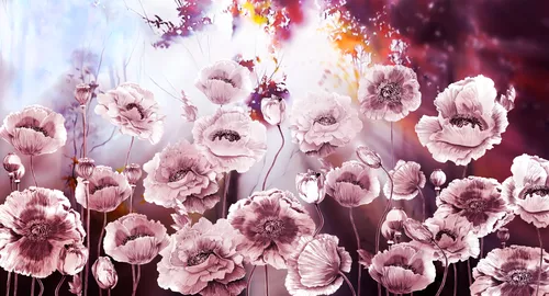 белые, розовые, бордовые, цветы, бутоны, маки