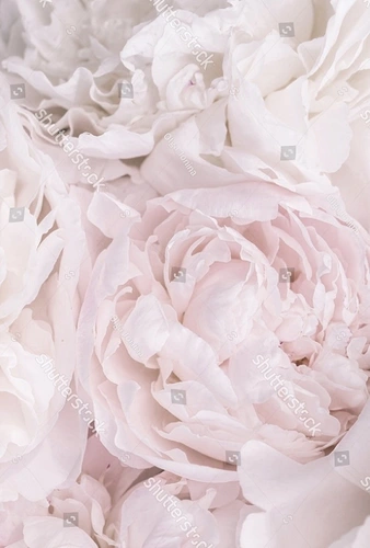 пионы, сиреневые, светлые, небольшого размера