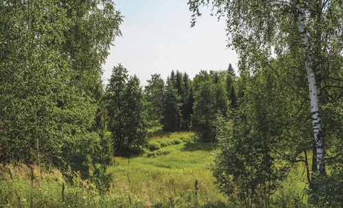 пейзаж, лес, деревья, ярко зеленая, поляна