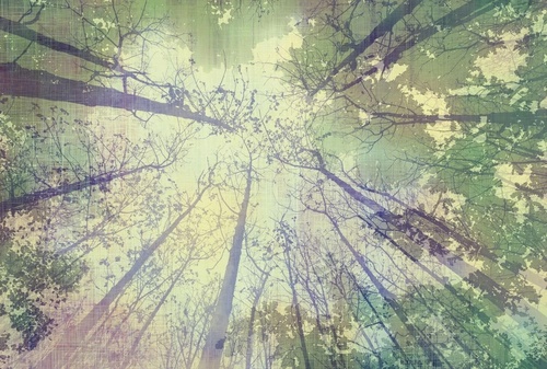 в детскую комнату, лес, деревья, рисунок