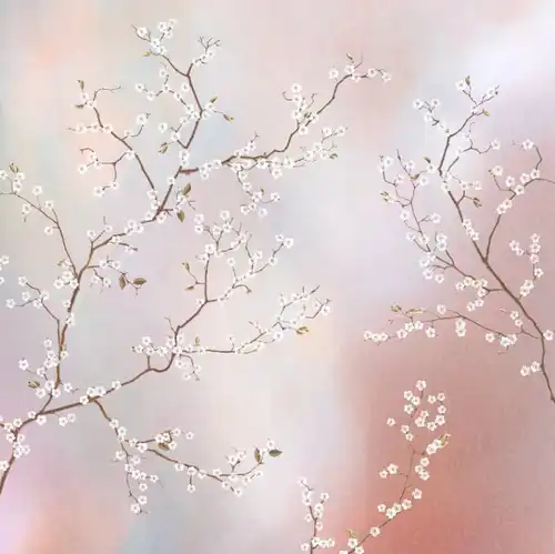цветы, сакура, белая, ветки сакуры, на пудровом фоне