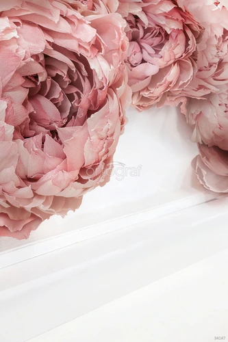 пионы, розовые, крупные