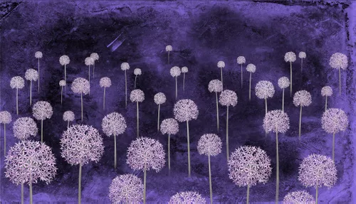 одуванчики, фиолетовые, сиреневые, декоративный лук, цветы, цветение лука, поле одуванчиков, дикий лук, белые одуванчики, на фиолетовом фоне