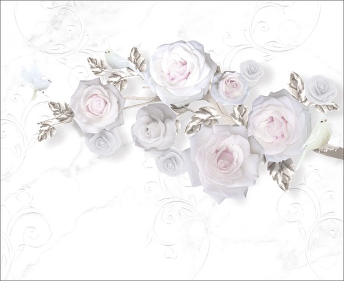 цветы, белые розы