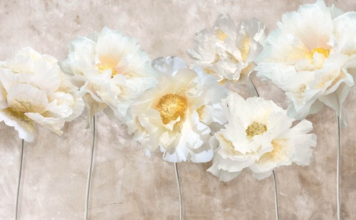 пионы, белые, на бежевом фоне