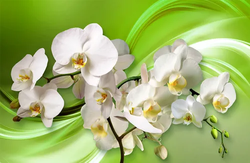 орхидеи, желтые, цветы, белые, бутоны, геометрия, линии, орхидея