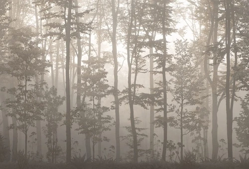 бежевые, лес, деревья