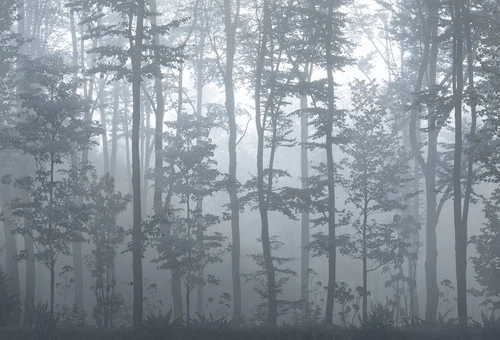 современные, серые, деревья в тумане, стволы, ели