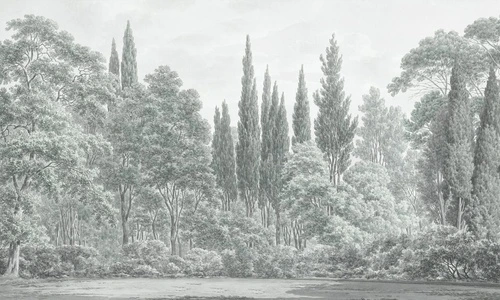 пейзаж, серо-зеленые, лес, пихты, новинки