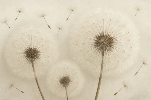 одуванчики, природа, цветы, семена, лёгкость, полевые растения, флористический декор