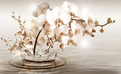 орхидеи, вода, капли, отражение, свет, цветы, бежевые