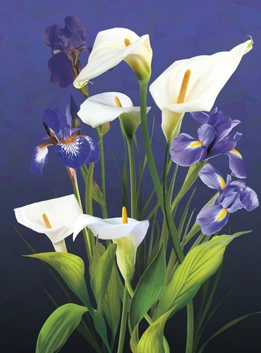 каллы, ирисы, белые, фиолетовые, синие, цветы, листья, тёмные, синий фон