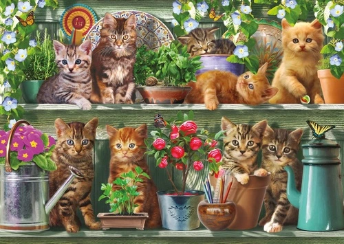 котики, фото животных на обоях, кошки, в детскую комнату, обои кошки, обои с кошками