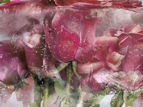 цветы, розы, лепестки, лёд, розовые