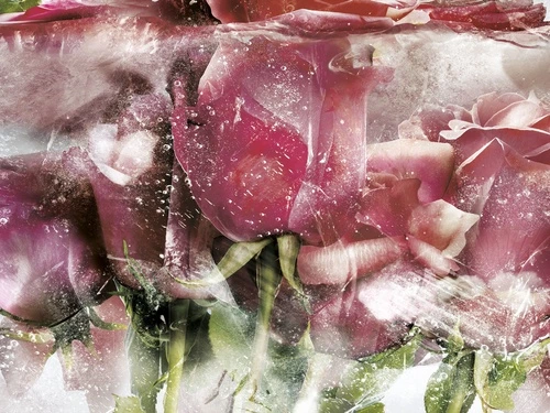 цветы, розы, лепестки, лёд, розовые, зелёные