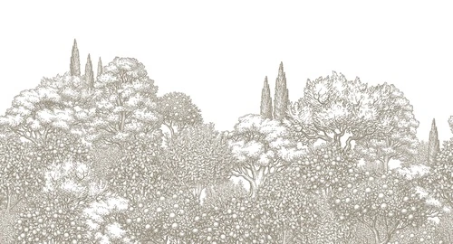 кипарисы, фруктовые деревья, цитрусовые, ботаническая гравюра, монохром, винтажный стиль, лес, рисунок пером, графика, флора, деревья без цвета, тонкая линия, декоративный узор, классика, природа, черно-белые, пастельные, ретро, интерьер в стиле винтаж, для кухни, в коридор, художественный лес