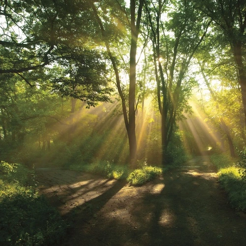 лес, лето, солнечные лучи, зелень, деревья, природа, утро, свет, тропинка, пейзаж, реализм, для гостиной, в прихожую, расширяющие пространство, успокаивающие, природные мотивы