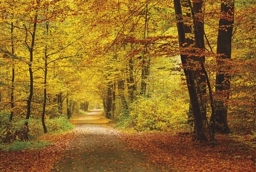 осень, лес, желтые листья, алые оттенки, тропинка, пейзаж, природа, золотая осень, реализм, прогулка, для гостиной, в прихожую, расширяющие пространство, теплые цвета, атмосферные, природные мотивы