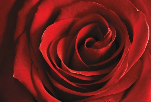 цветы, роза, бордовая, красная, крупные, большая