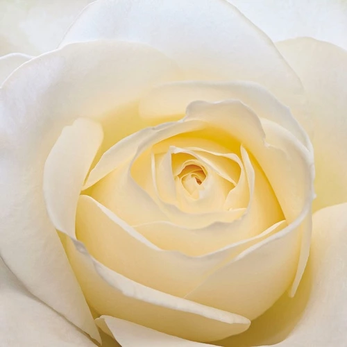 цветы, роза, крупная, желтая, чайная, большая