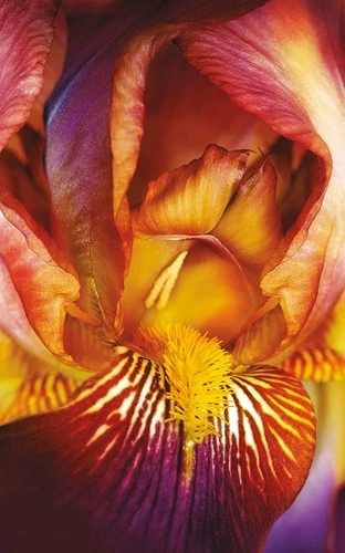 цветы, красная, большая, крупные