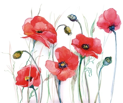 цветы, маки, красная, на белом фоне, акварель