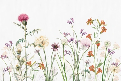 цветы, полевые, одуванчики, колокольчики