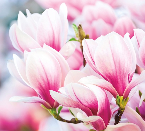 цветы, магнолии, розовая, белая, крупные