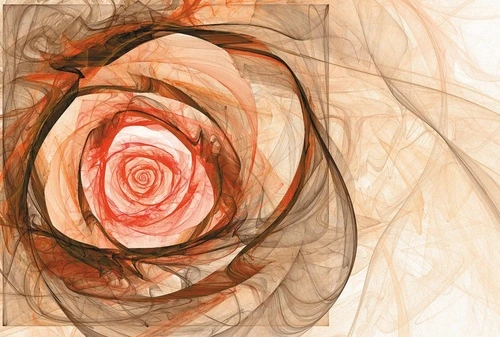 цветы, роза, графичные, персиковая