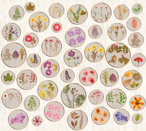 цветы, листья, кремовая, растения, круги, с растениями, с цветами