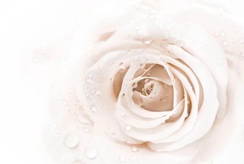 цветы, роза, розы фото, пудровая