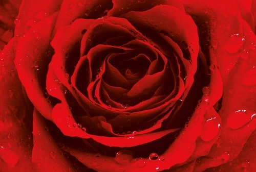 цветы, роза, красная, алая, большая, крупная, бархатная