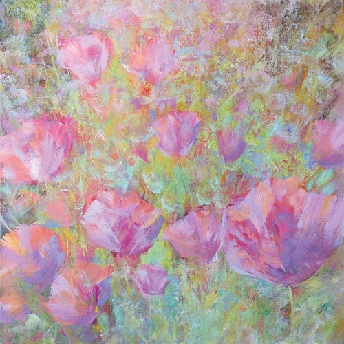 цветы, маки, поле, розовая