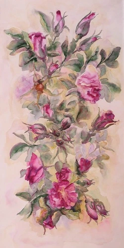 цветы, розы, акварель, розовые, живопись, картины, на розовом фоне