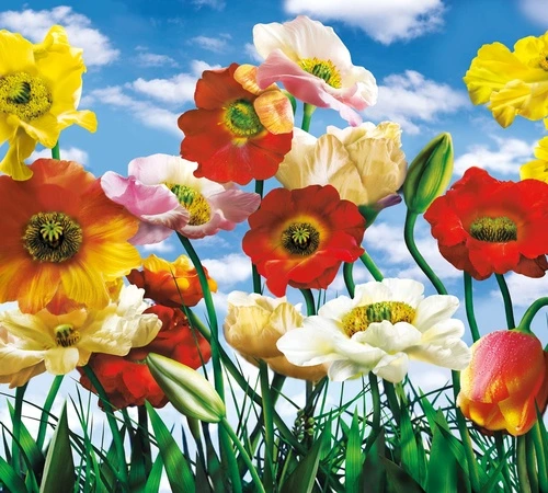 цветы, маки, белая, красная, на фоне неба