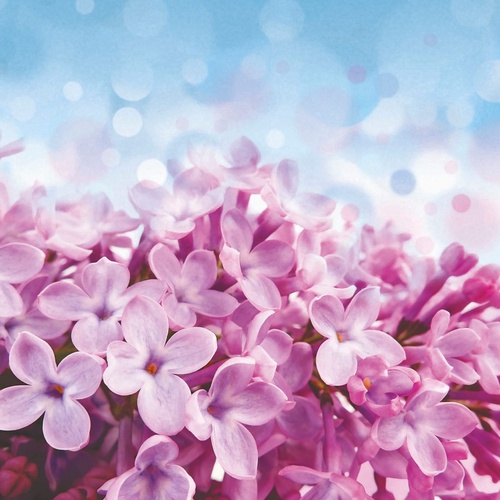 цветы, сирень, розовая, голубая, сиреневая