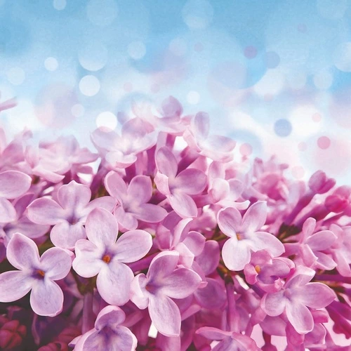 цветы, сирень, розовая, голубая, сиреневая