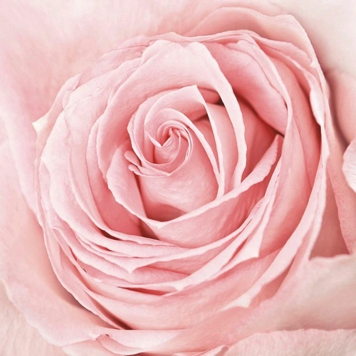 цветы, роза, нежные, розовая, светло розовая, пудрового цвета