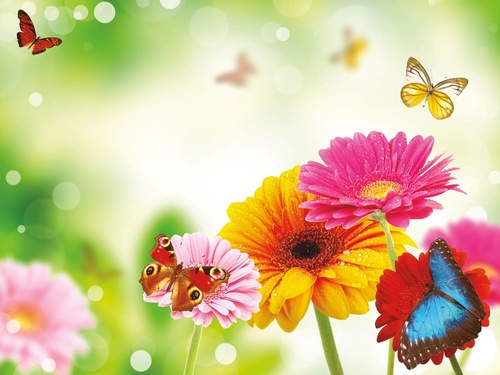 цветы, бабочки