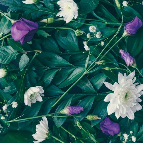 цветы, хризантемы