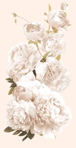 цветы, пионы, белые пионы, вертикальные, на белом фоне